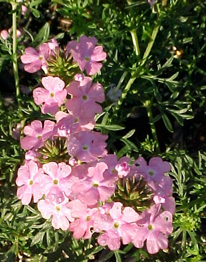 Verbena tenuisecta