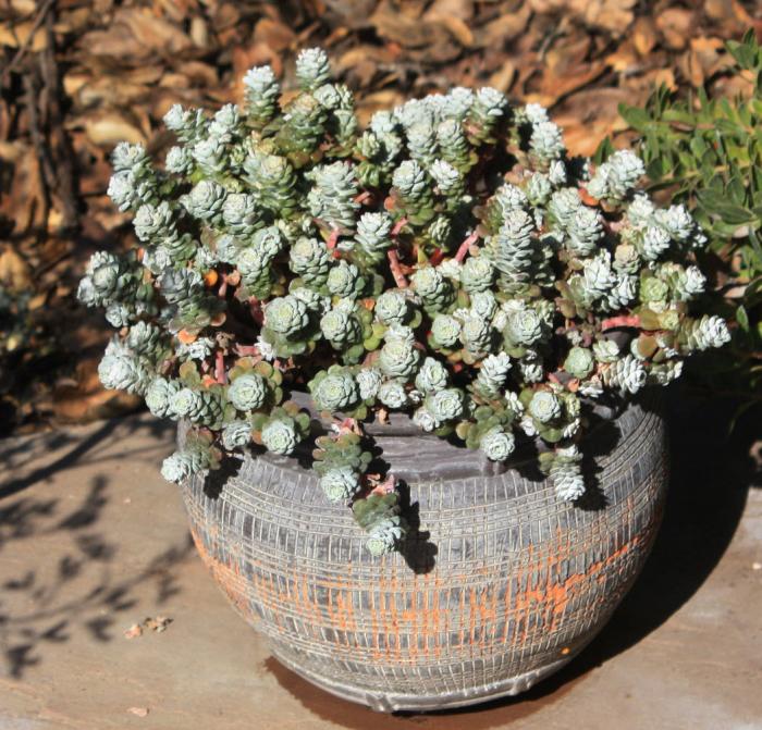 Sedum spathulifolium 'Cape Blanco'