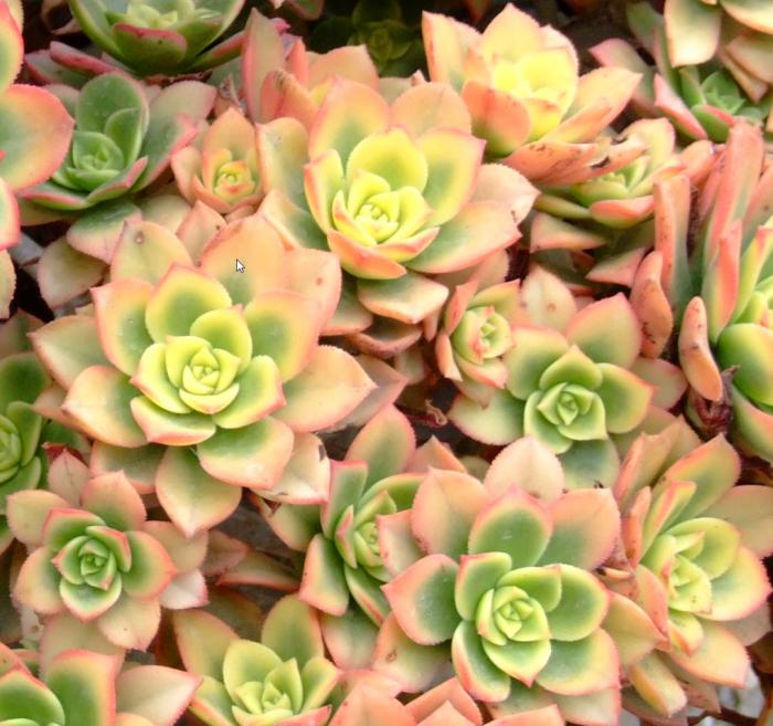 Aeonium 'Kiwi'