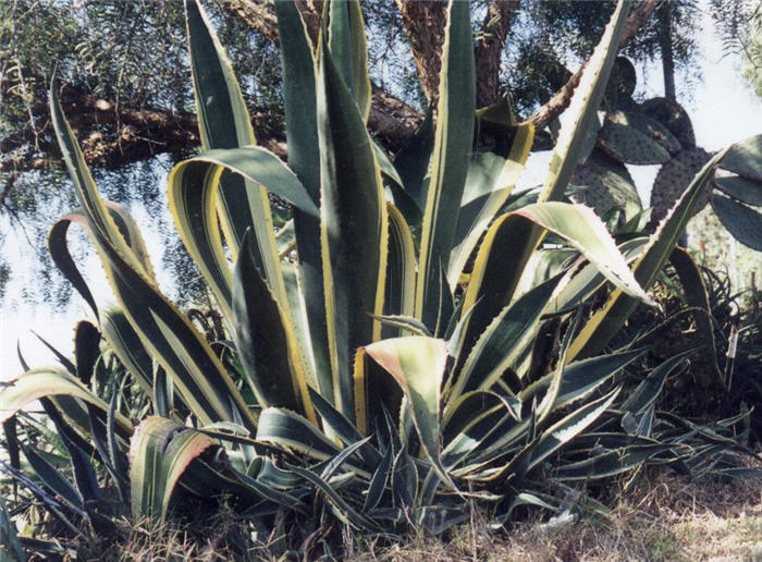 Agave americana variegata marginata