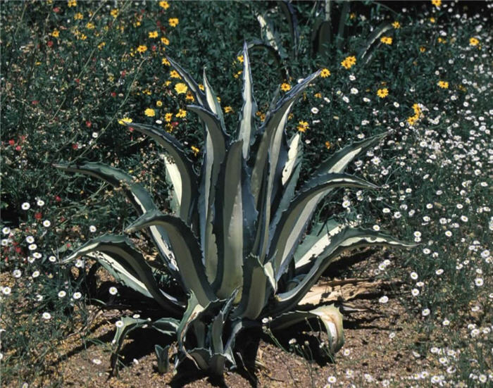 Plant photo of: Agave americana variegata medio-picta