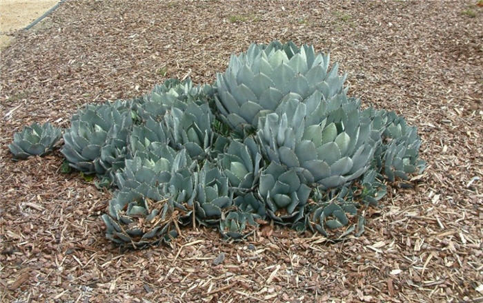 Artichoke Agave