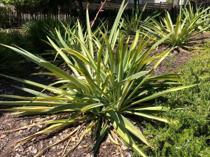 Beschorneria yuccoides 'Flamingo Glow'