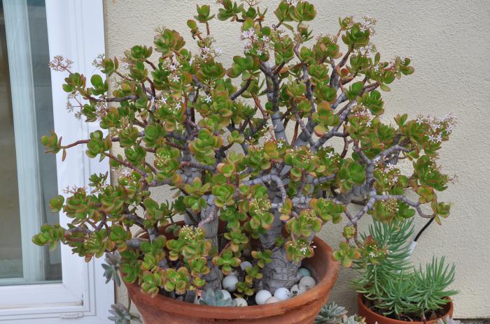 Crassula ovata