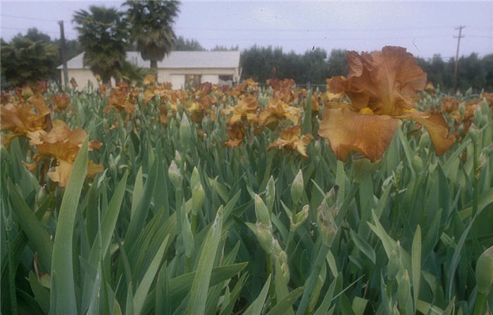 Plant photo of: Iris bearded 'Cable Car'