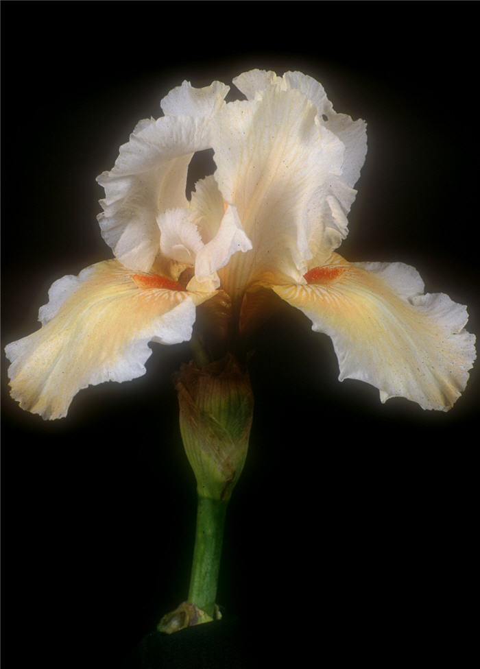 Coral Beads Bearded Iris