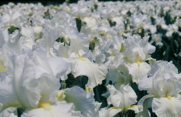 Frequent Flyer Bearded Iris