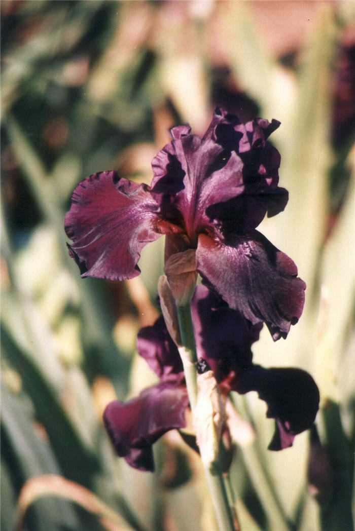 Superstition Bearded Iris