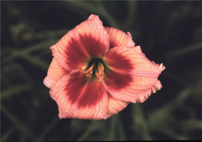 Master Magician Daylily