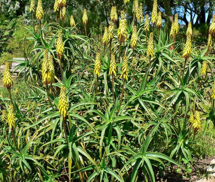 Aloe striatula