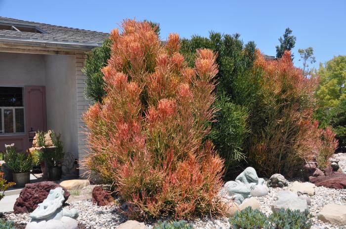 Red Pencil Tree