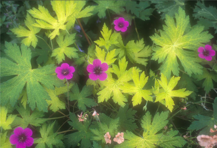 Plant photo of: Pelargonium 'Ann Folkard'