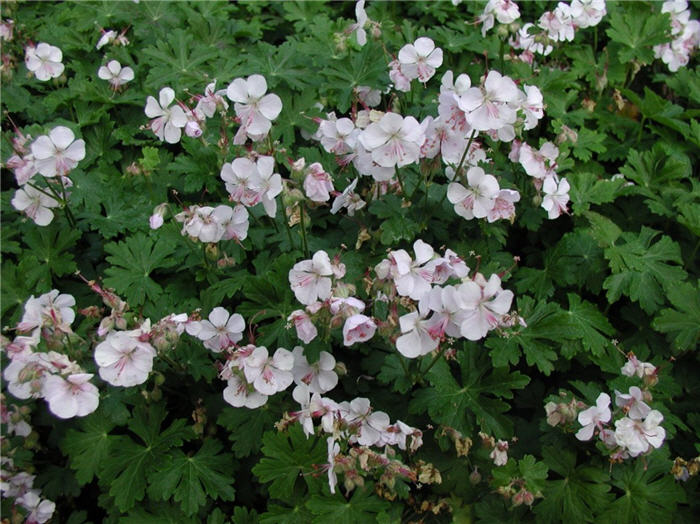 Pelargonium 'Biokjo'