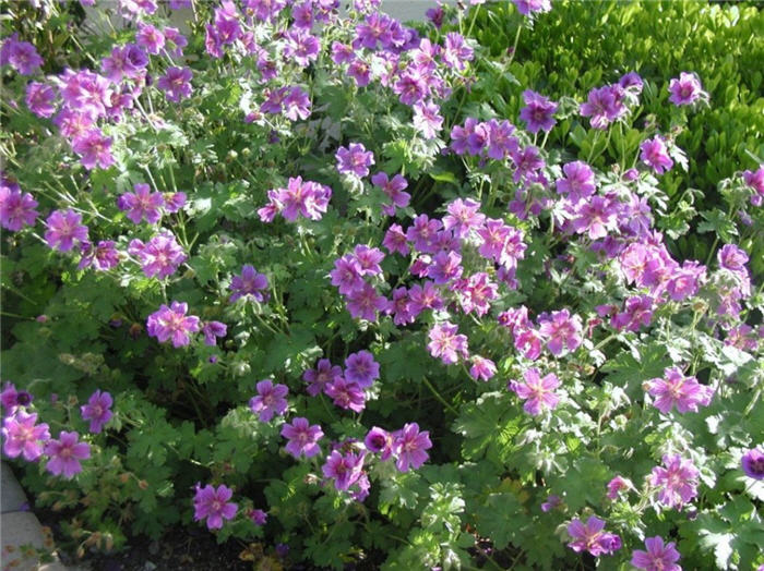 Plant photo of: Pelargonium 'Magnificum'