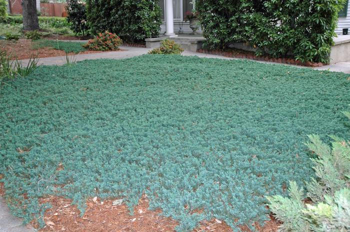 Blue Rug Juniper