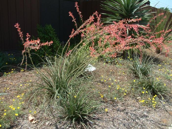 Plant photo of: Hesperaloe parviflora