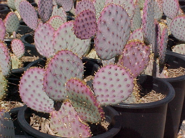 Opuntia violacea santa-rita