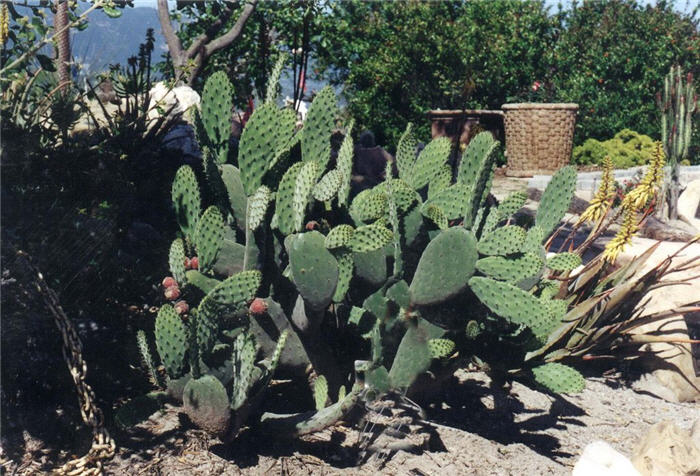 Indian Fig Prickly Pear, Mission Op