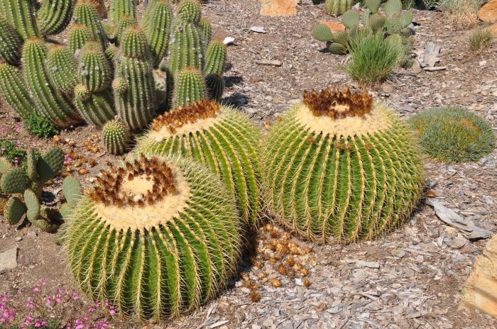 Echinocactus grusonii