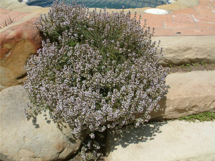 Thymus polytrichus britannicus