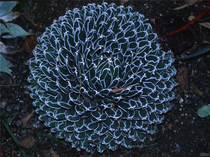 Agave victoriae-reginae