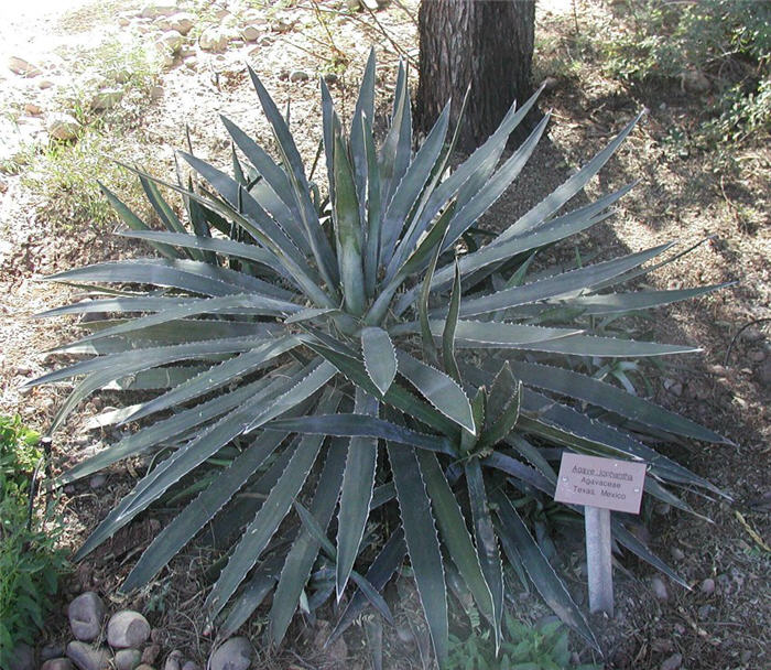 Agave lophantha