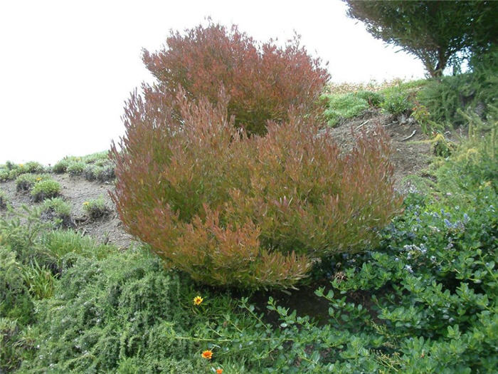 Dodonaea viscosa 'Purpurea'