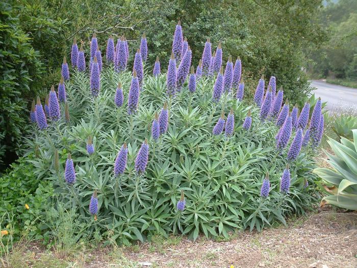 Echium candicans