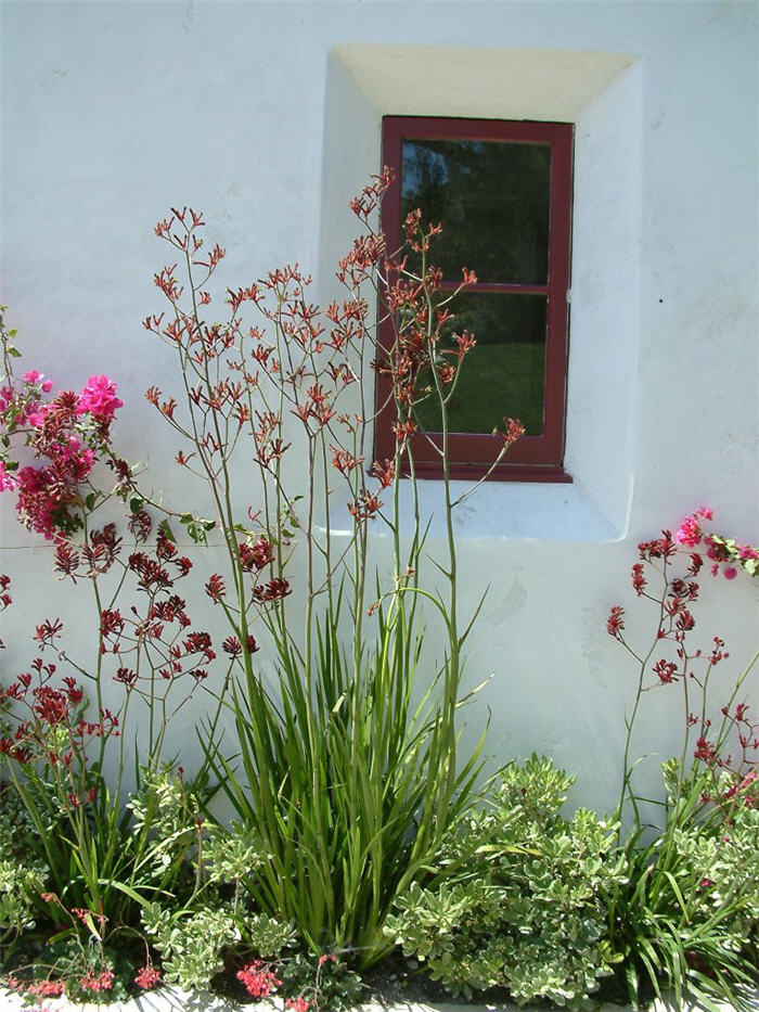 Kangaroo Paws Tall Red