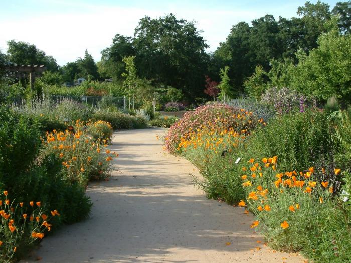 Eschscholzia mexicana