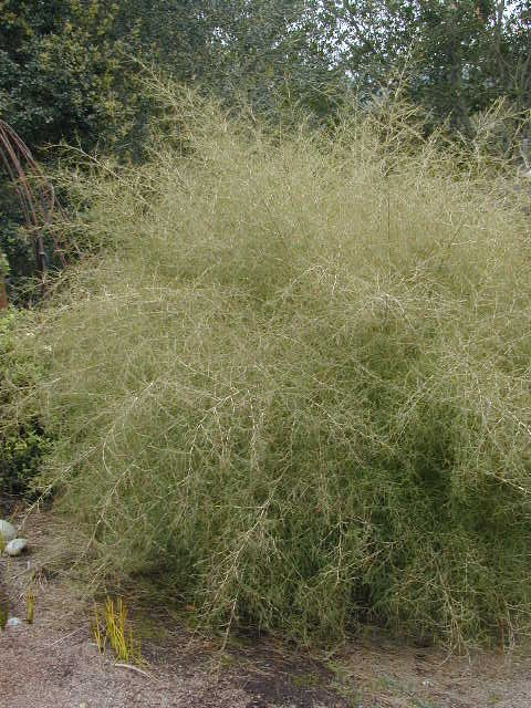 Muhlenbergia dumosa