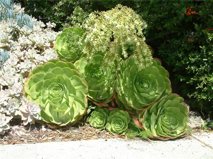 Tree Aeonium