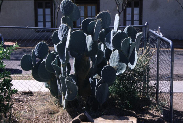 Silver Dollar Prickly Pear