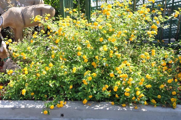 New Gold Trailing Lantana