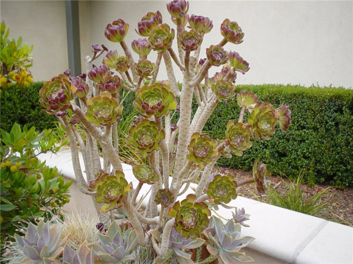 Plant photo of: Aeonium species