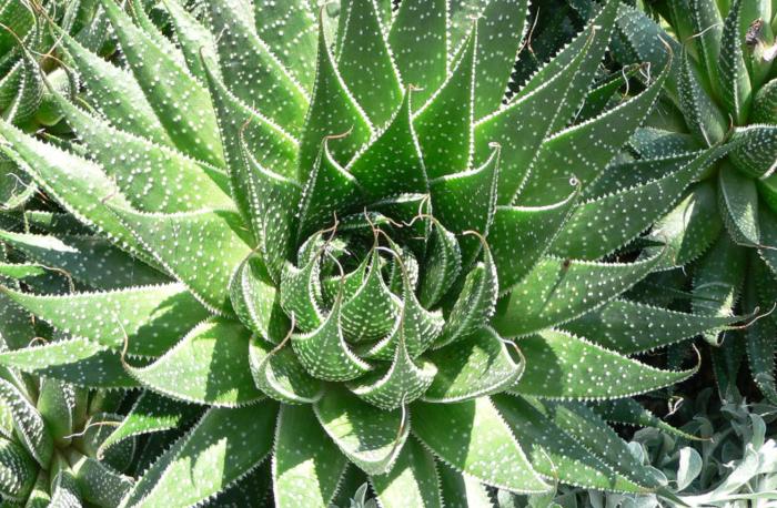 Aloe aristata