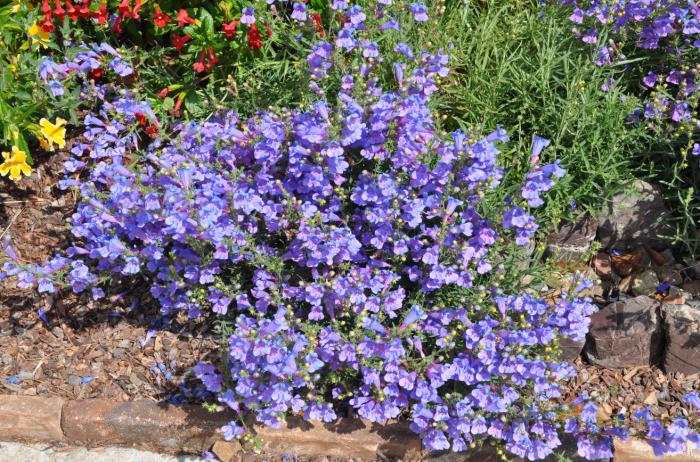 Penstemon heterophyllus 'Margarita Bop'