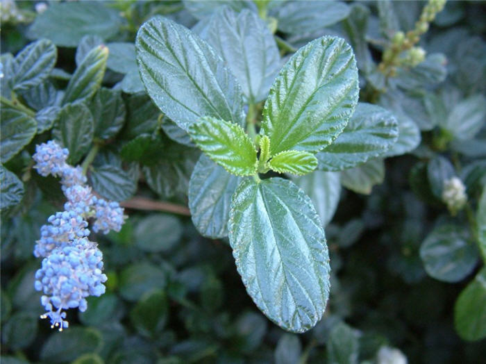 Ceanothus griseus horizontalis 'Yankee P