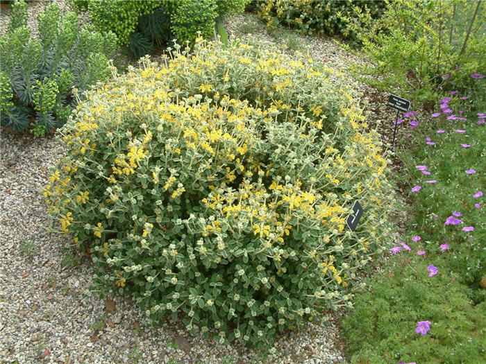 Phlomis lanata