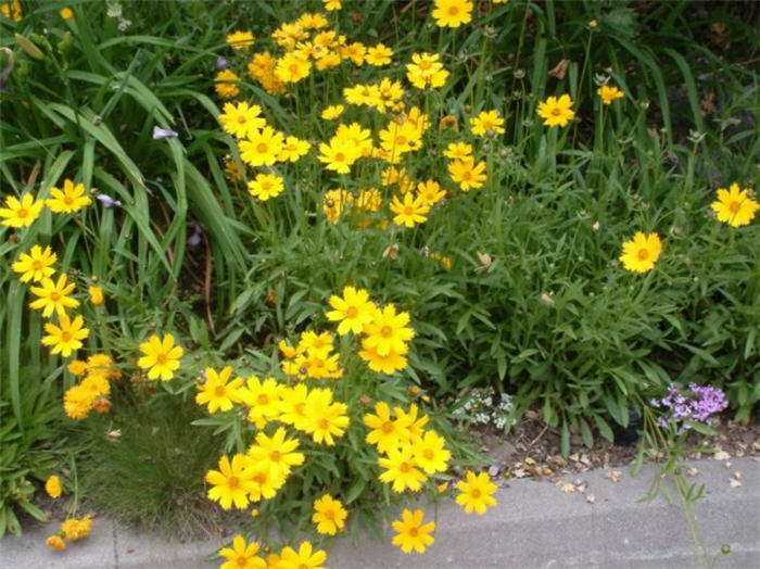 Sea Dahlia, California Coreopsis