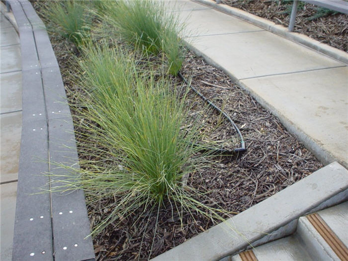 False Esparto Grass