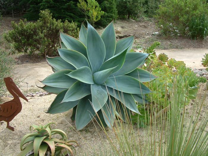 Fox Tail Agave