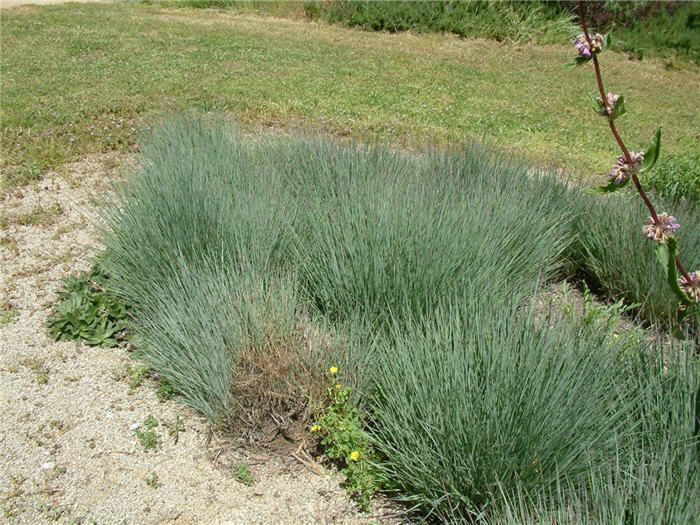 Little Bluestem