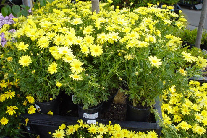Marguerite