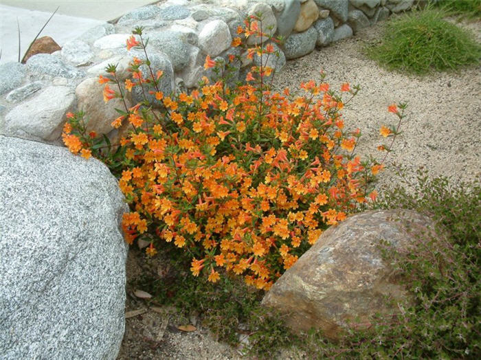 Mimulus 'Pumpkin'