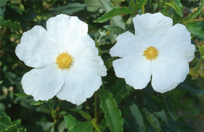 Plant photo of: Cistus ladanifer 'Blanche'