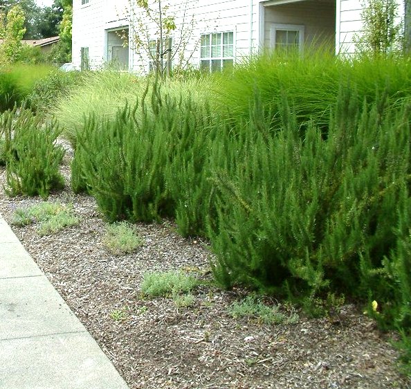 Plant photo of: Rosmarinus offficinalis 'Collingwood Ing