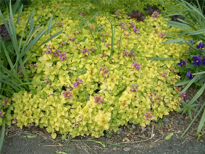 Golden Spotted Nettle