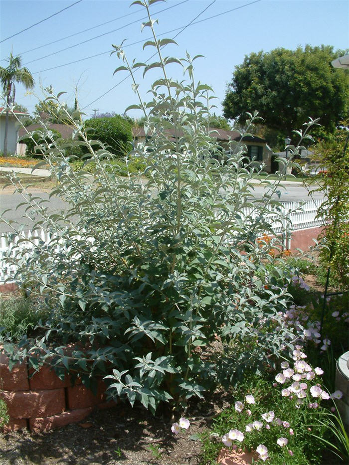 Butterfly Bush