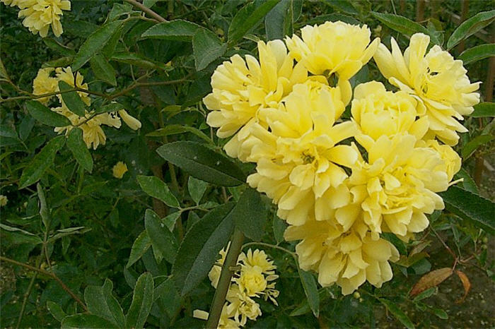 Plant photo of: Rosa banksiae 'Lutea'